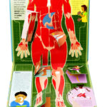 The Human Body 3 – 9781760408411