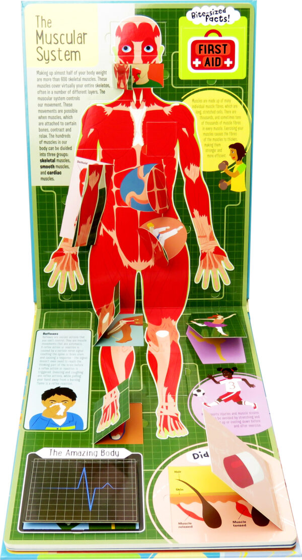 The Human Body 3 – 9781760408411