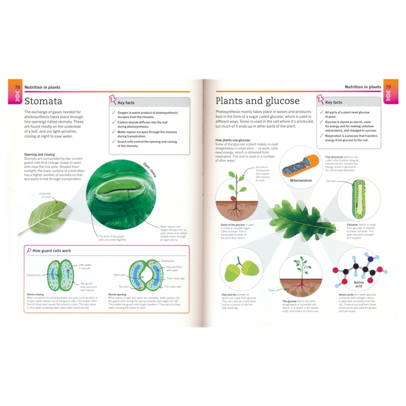 Super Simple Biology # 9780241390467 # 次图2